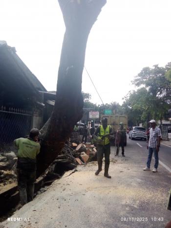 Antisipasi Pohon Tumbang, Sudin Pertamanan Tebang Pohon Asem di Jagakarsa